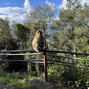 Barbary macaque - Gibraltar