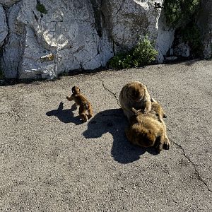 Barbary macaques - Gibraltar