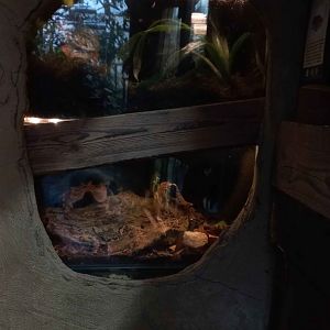 Terrariums in the tropical house