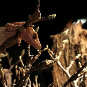 Crested gecko (Correlophus ciliatus)