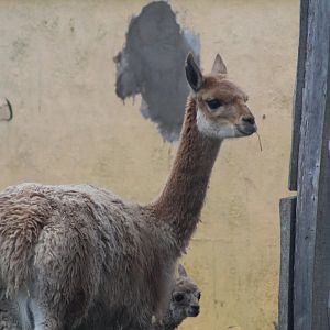 Vicuña Bluebell & Her Offspring