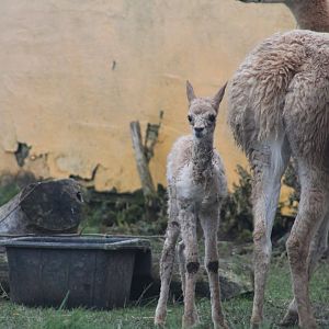 Baby Vicuña (Lama vicugna)