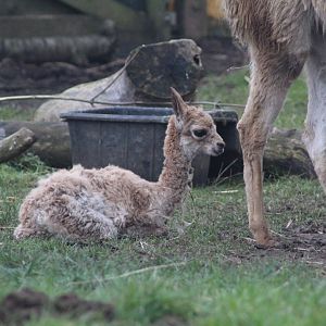 Baby Vicuña (Lama vicugna)