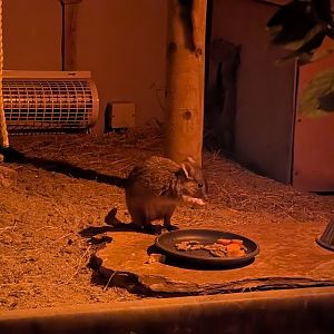 Bettong, Shaldon Zoo