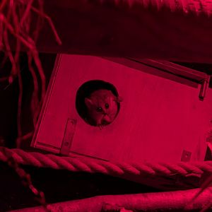 Grey Mouse Lemur, Shaldon Zoo