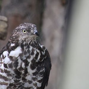 Western Honey Buzzard