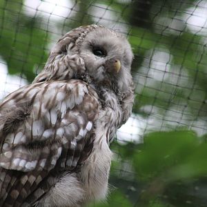 Ural Owl