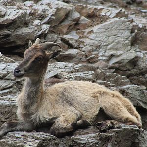 Himalayan Tahr