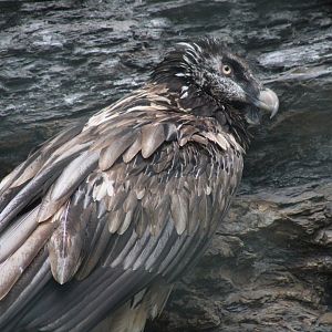 Bearded Vulture