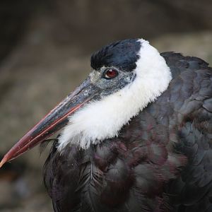 Asian Woolly-necked Stork