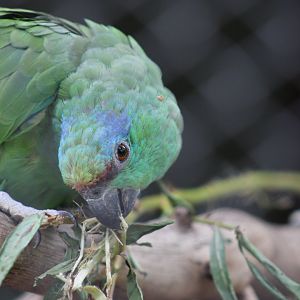 Southern Festive Amazon