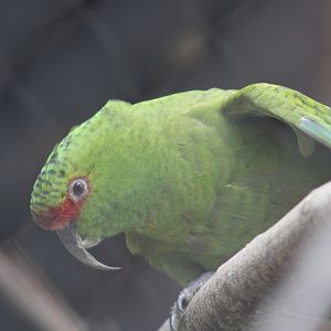 Slender-billed Parakeet
