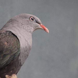 Spotted Imperial Pigeon