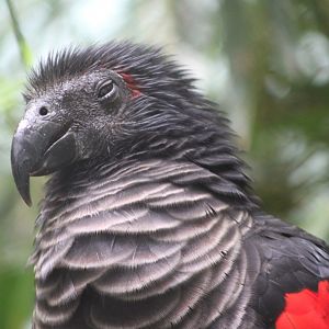 Pesquet's Parrot
