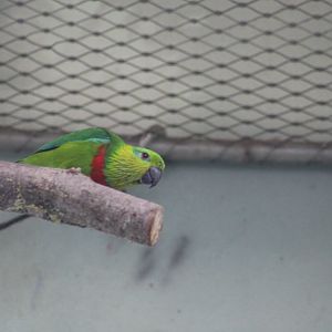 Salvadori's Fig Parrot