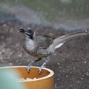 Helmeted Friarbird