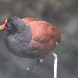 Wattled Jacana