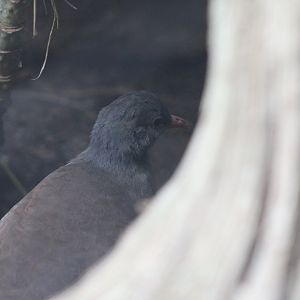 Tataupa Tinamou