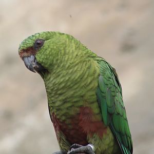 Austral Parakeet