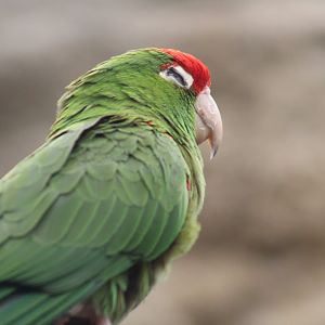 Greater Cordilleran Parakeet