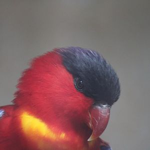Purple-naped Lory
