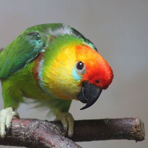 Large Fig Parrot