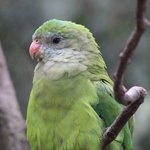 Superb Parrot