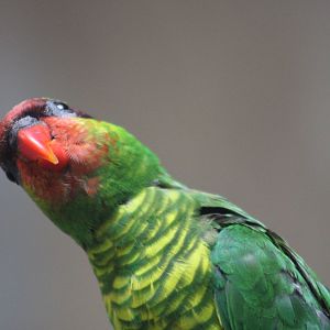 Mount Apo Lorikeet
