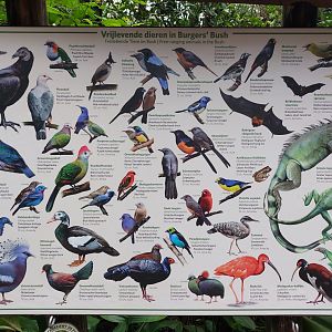 Free-ranging species Bush January 2025