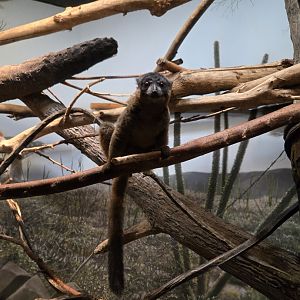 Collared Brown Lemur