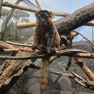 Collared Brown Lemur