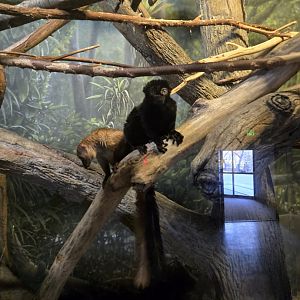 Blue Eyed Black Lemur