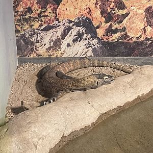 9/28/2024 - Komodo Dragon
