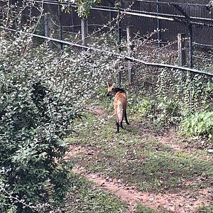 9/28/2024 - Maned Wolf