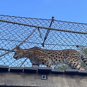 9/28/2024 - Serval Overhead!