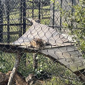 9/28/2024 - Fishing Cat