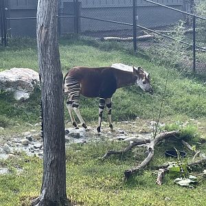 9/28/2024 - Okapi