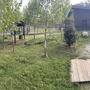 9/28/2024 - Okapi & Southern Ground Hornbill Paddock