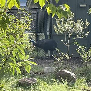 9/28/2024 - Cassowary