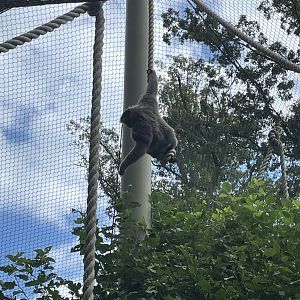 9/28/2024 - Javan Gibbon