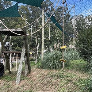 9/28/2024 - Javan Gibbon Habitat