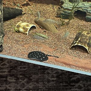 9/28/2024 - White-Blotched River Stingray Pup