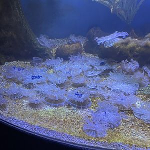 9/28/2024 - Upside Down Jellies