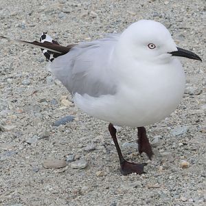 Black-billed Gull (Chroicocephalus bulleri), Lake Wakatipu, Queenstown
