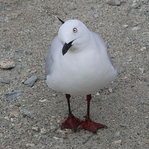 Black-billed Gull (Chroicocephalus bulleri), Lake Wakatipu, Queenstown
