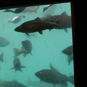 Time Tripper: New Zealand Scaup (Aythya novaeseelandiae) and Trout, Lake Wakatipu, Queenstown