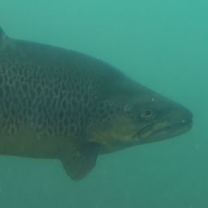 Time Tripper: Brown Trout (Salmo trutta), Lake Wakatipu, Queenstown