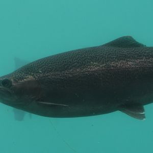 Time Tripper: Rainbow Trout (Oncorhynchus mykiss), Lake Wakatipu, Queenstown