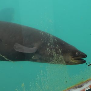 Time Tripper: New Zealand Long-finned Eel (Anguilla dieffenbachii), Lake Wakatipu, Queenstown