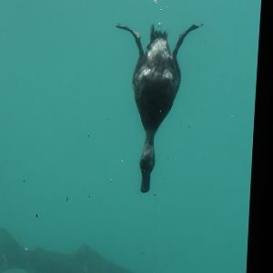 Time Tripper: New Zealand Scaup (Aythya novaeseelandiae) diving, Lake Wakatipu, Queenstown
